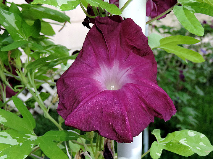 DSCN5859
