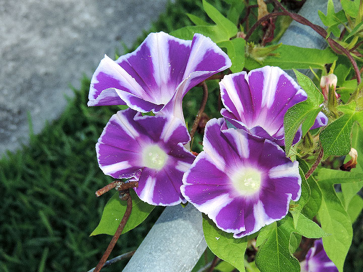 DSCN6004