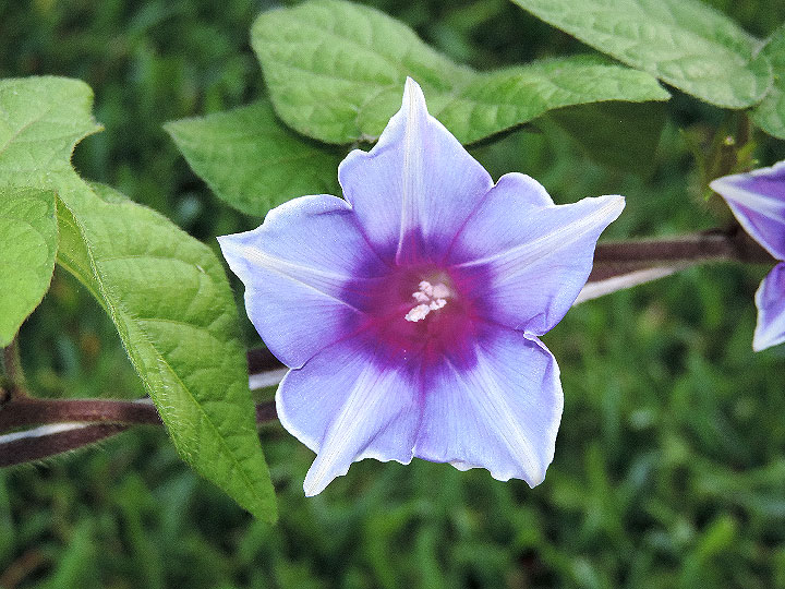 DSCN6026