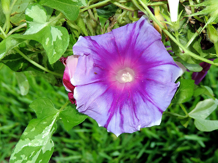 DSCN6063