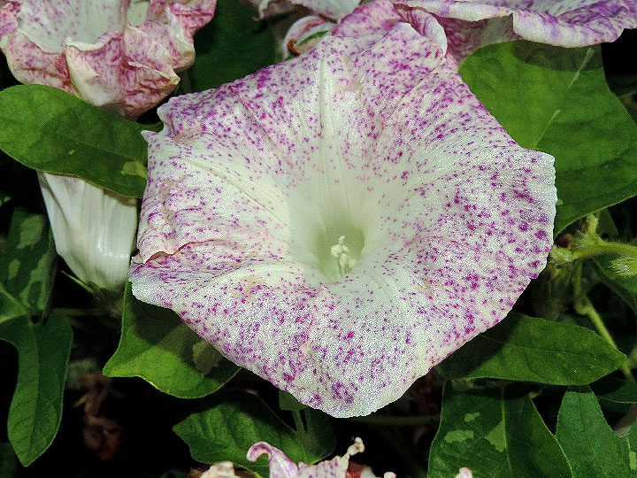 DSCN6073