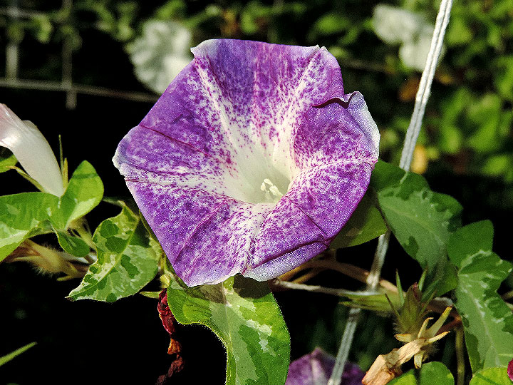 DSCN6087