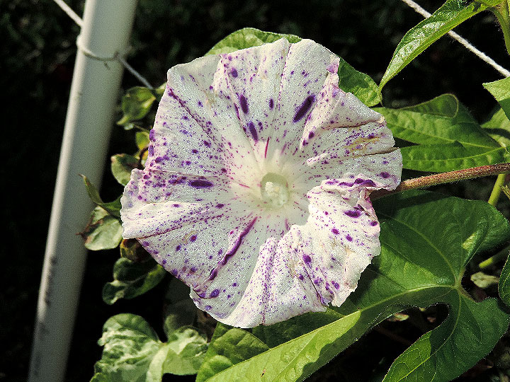 DSCN6088