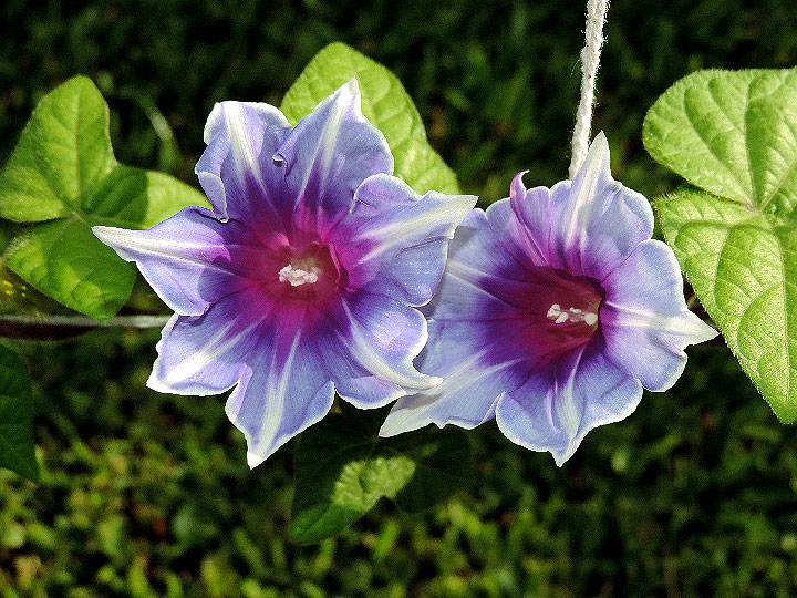 DSCN6167