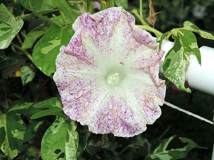 DSCN6215