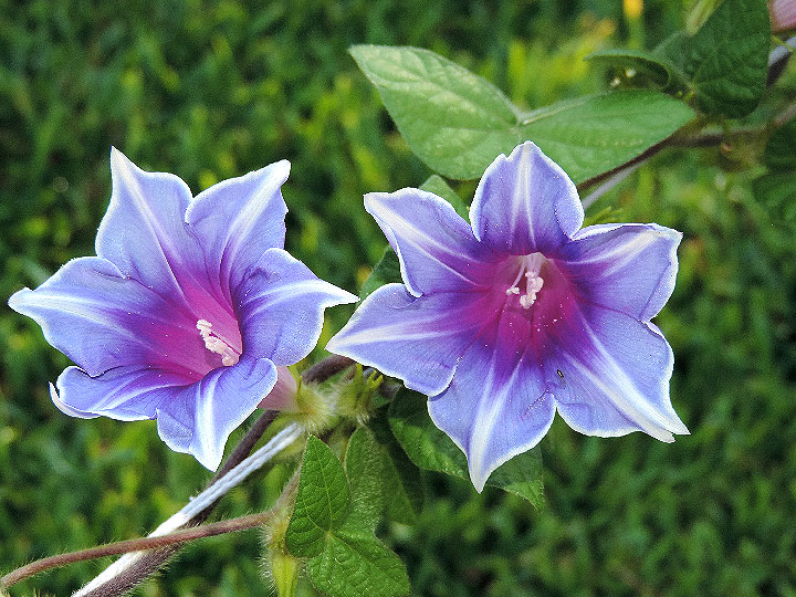 DSCN6317