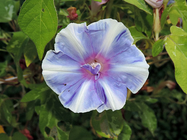DSCN6334