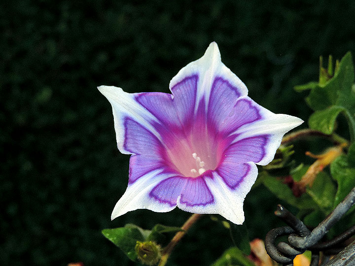 DSCN6631