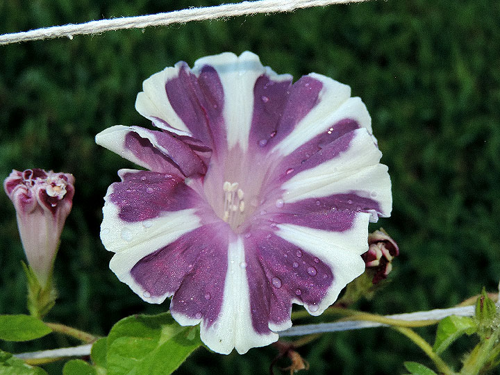 DSCN6677