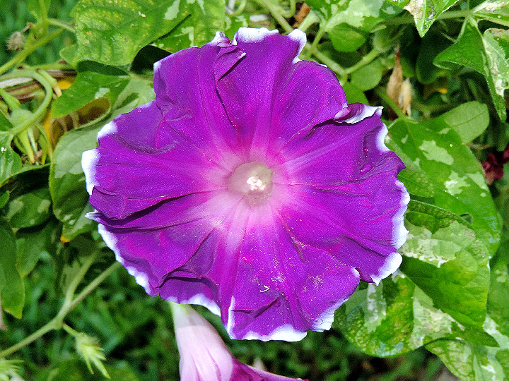 DSCN6694