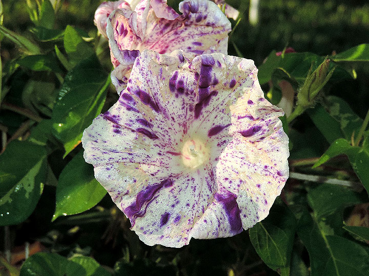 DSCN6721