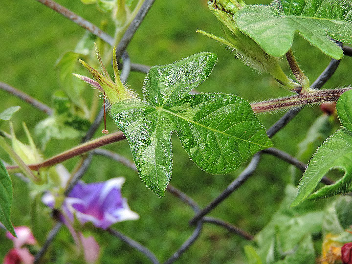 DSCN6798