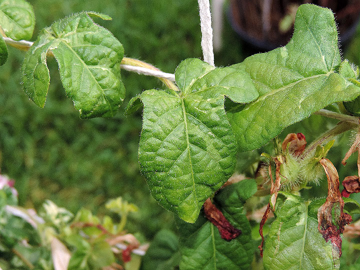 DSCN6828