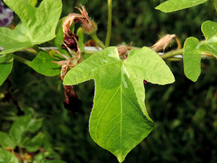 DSCN6866