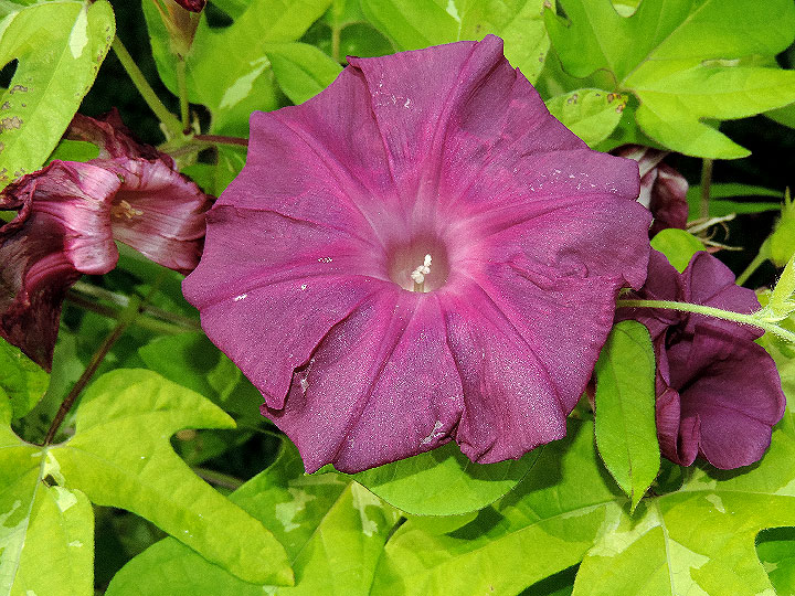DSCN6891