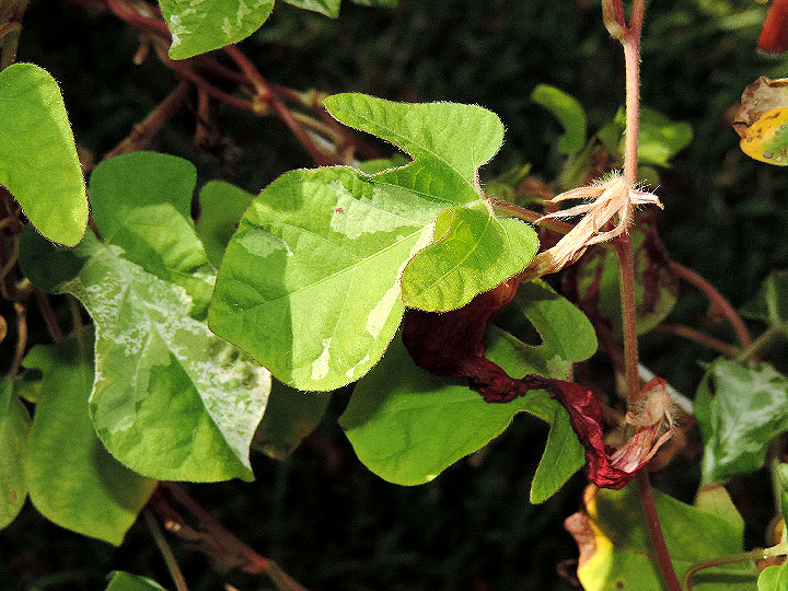 DSCN6948