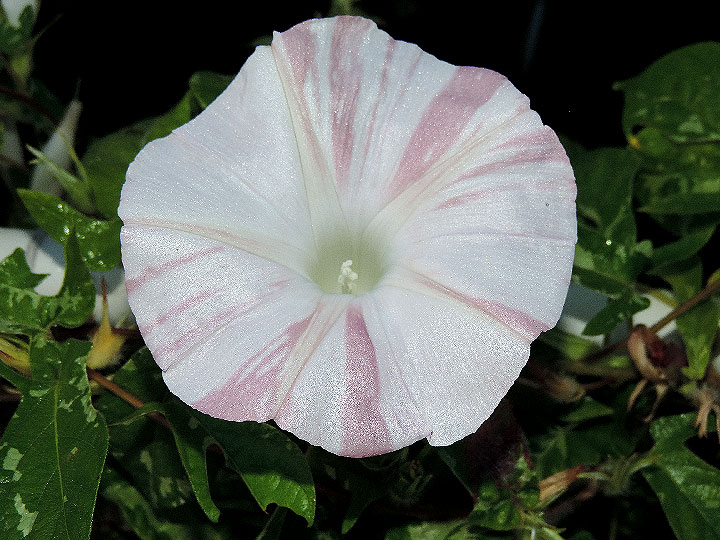 DSCN7091