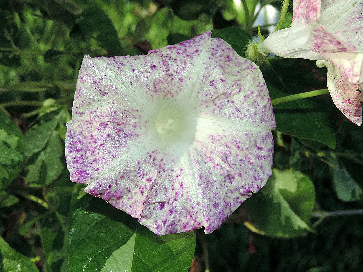 DSCN7096