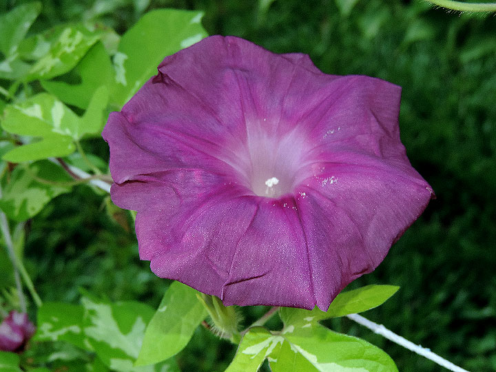 DSCN7220