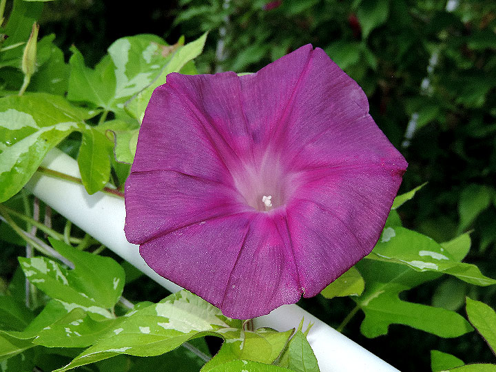 DSCN7221