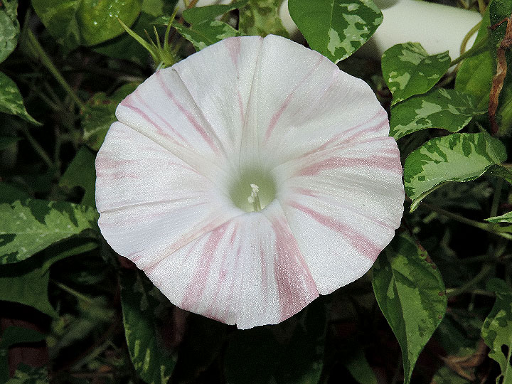 DSCN7225