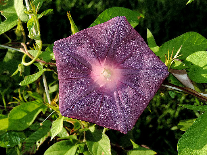 DSCN7248