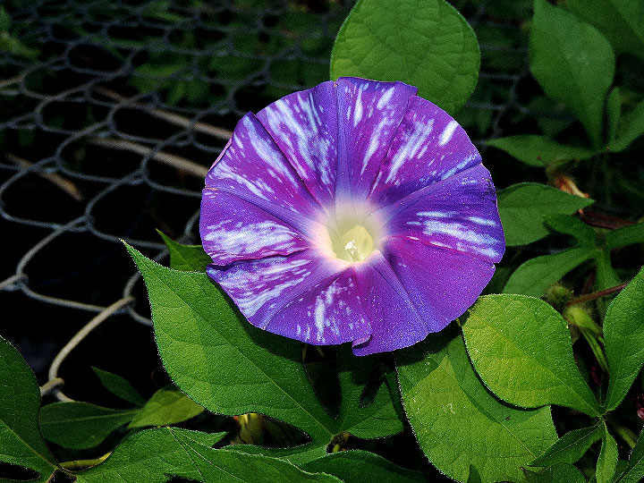 DSCN7304