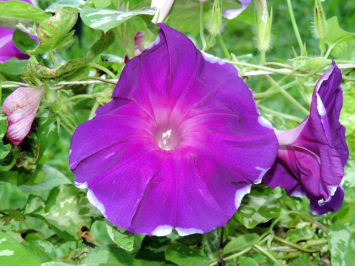 DSCN7345