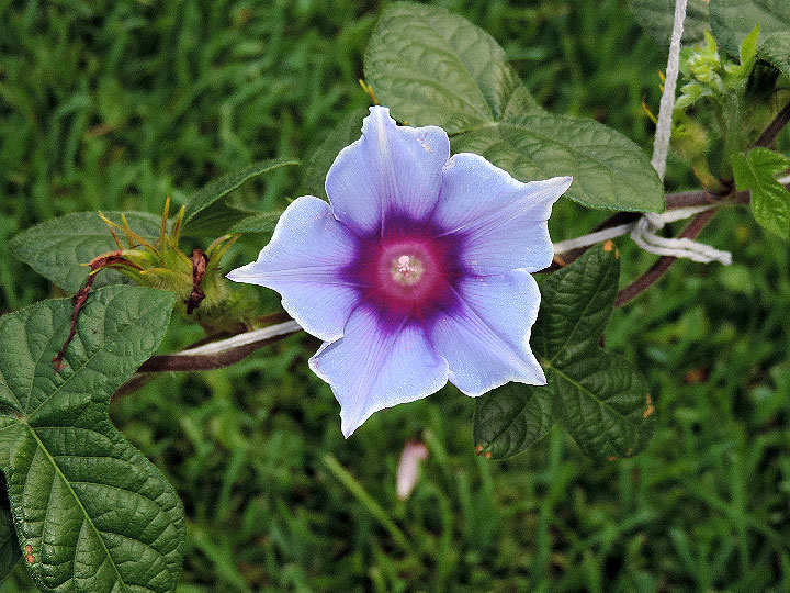 DSCN7437