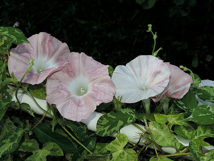 DSCN7468