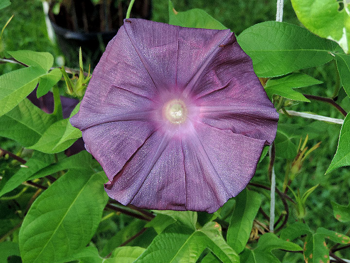 DSCN7488