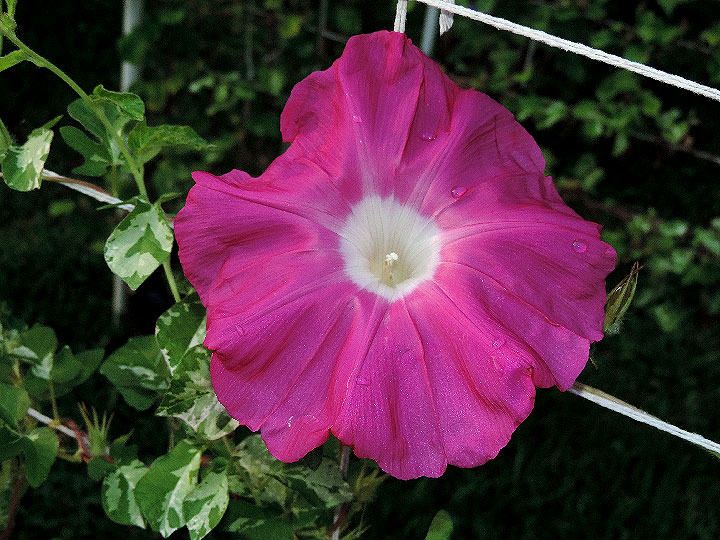 DSCN7491