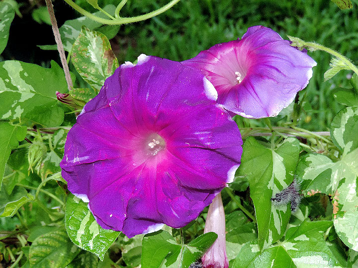 DSCN7597