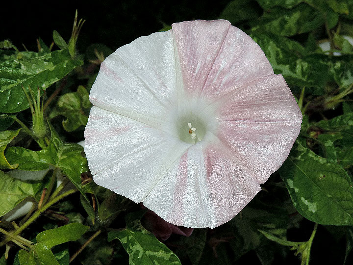 DSCN7603