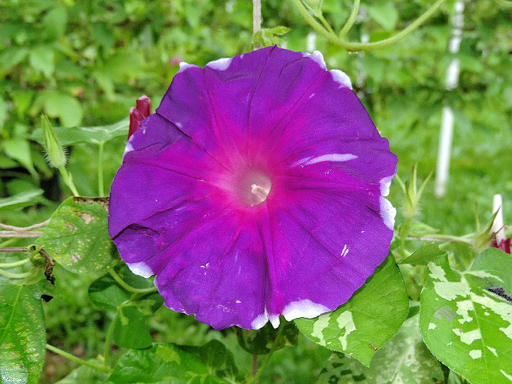 DSCN7707
