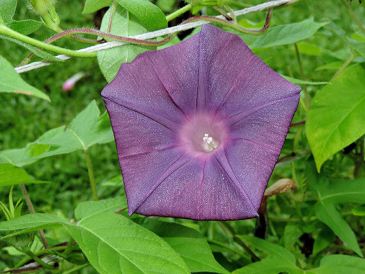 DSCN7731