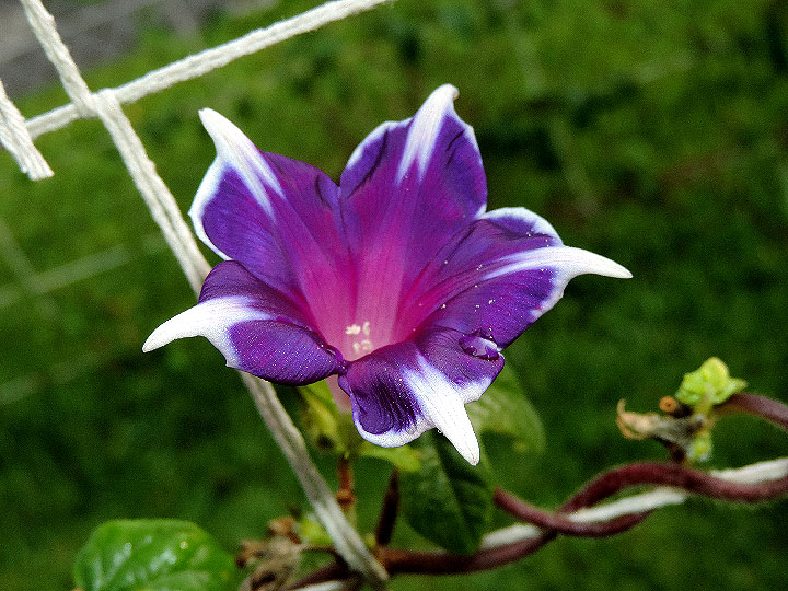 DSCN7785
