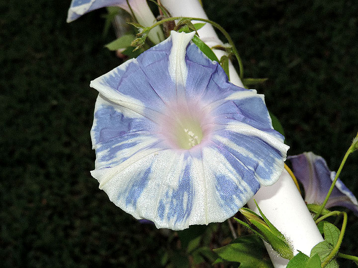 DSCN7873
