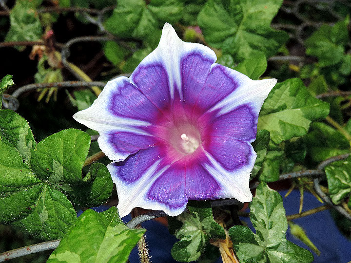 DSCN7923