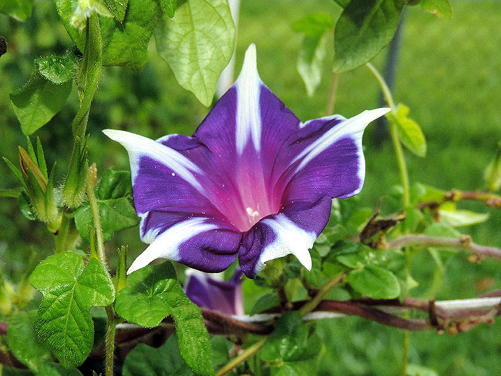 DSCN7931