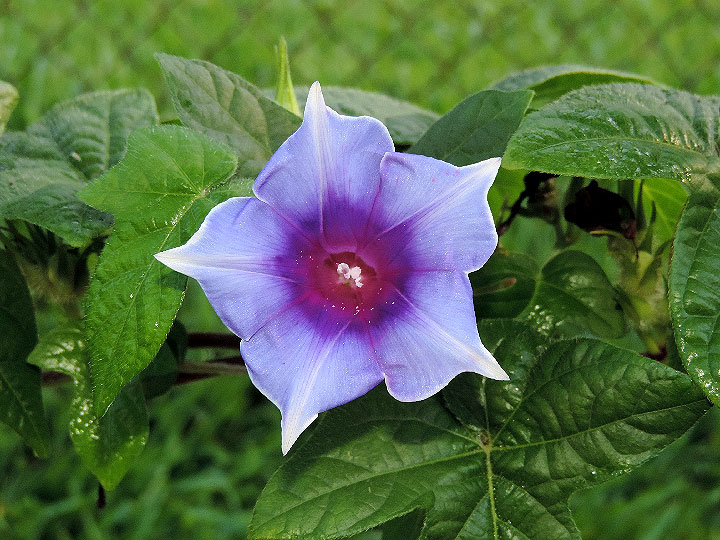DSCN8105