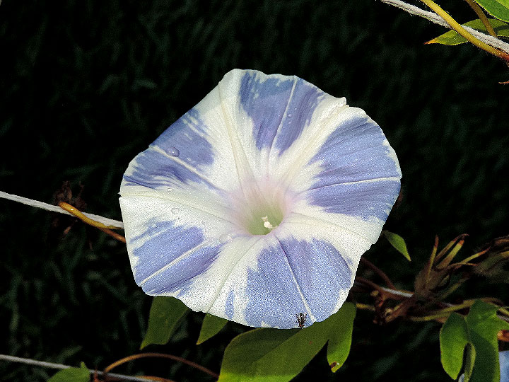 DSCN8116