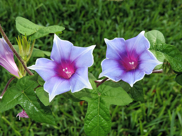 DSCN8287