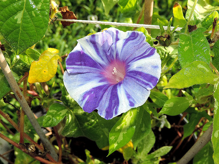 DSCN8303