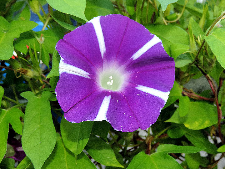 DSCN8394