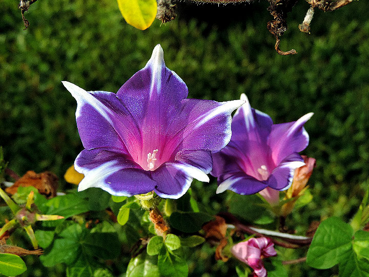 DSCN8550