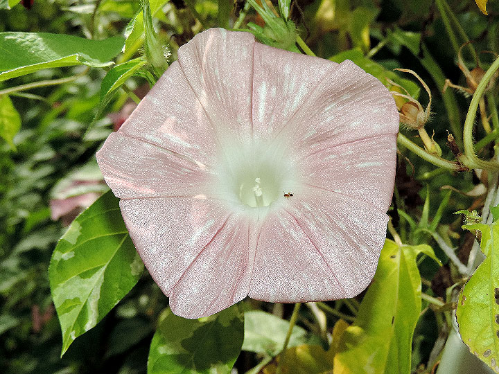 DSCN8589