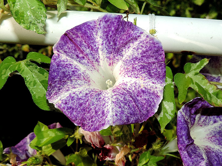 DSCN8736