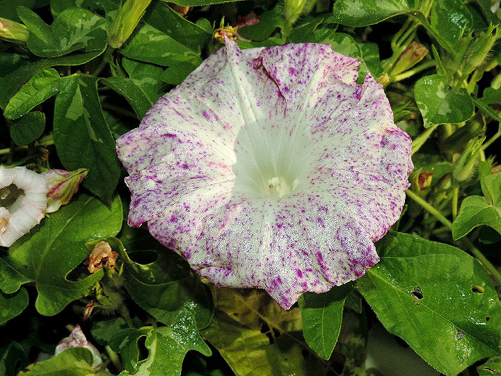 DSCN8876