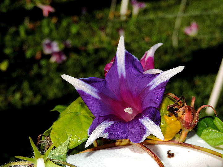 DSCN9100